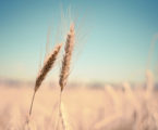 ‘Stem rust’ fungus threatens global wheat harvest