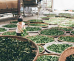 Sri Lanka’s tea growers have gone organic