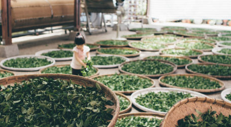 Sri Lanka’s tea growers have gone organic